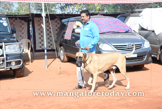 Dog Show 2